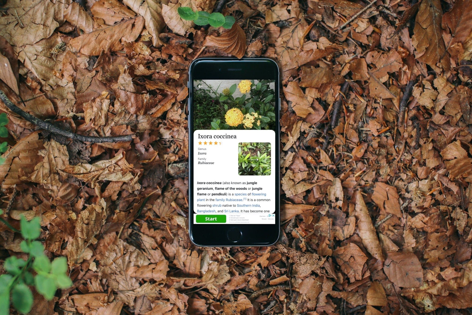 Plant identifier apps iPhone - Plant Identification Plant ID