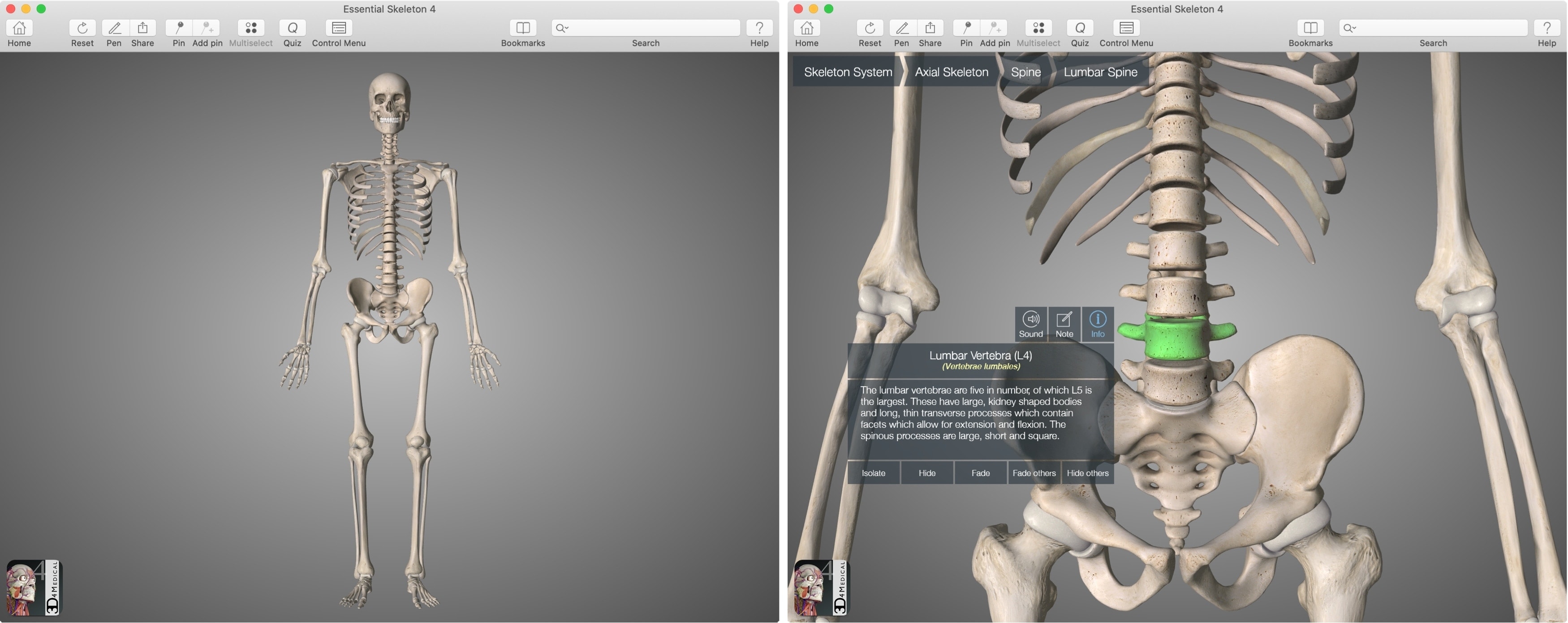 Essential Skeleton 4 Mac App