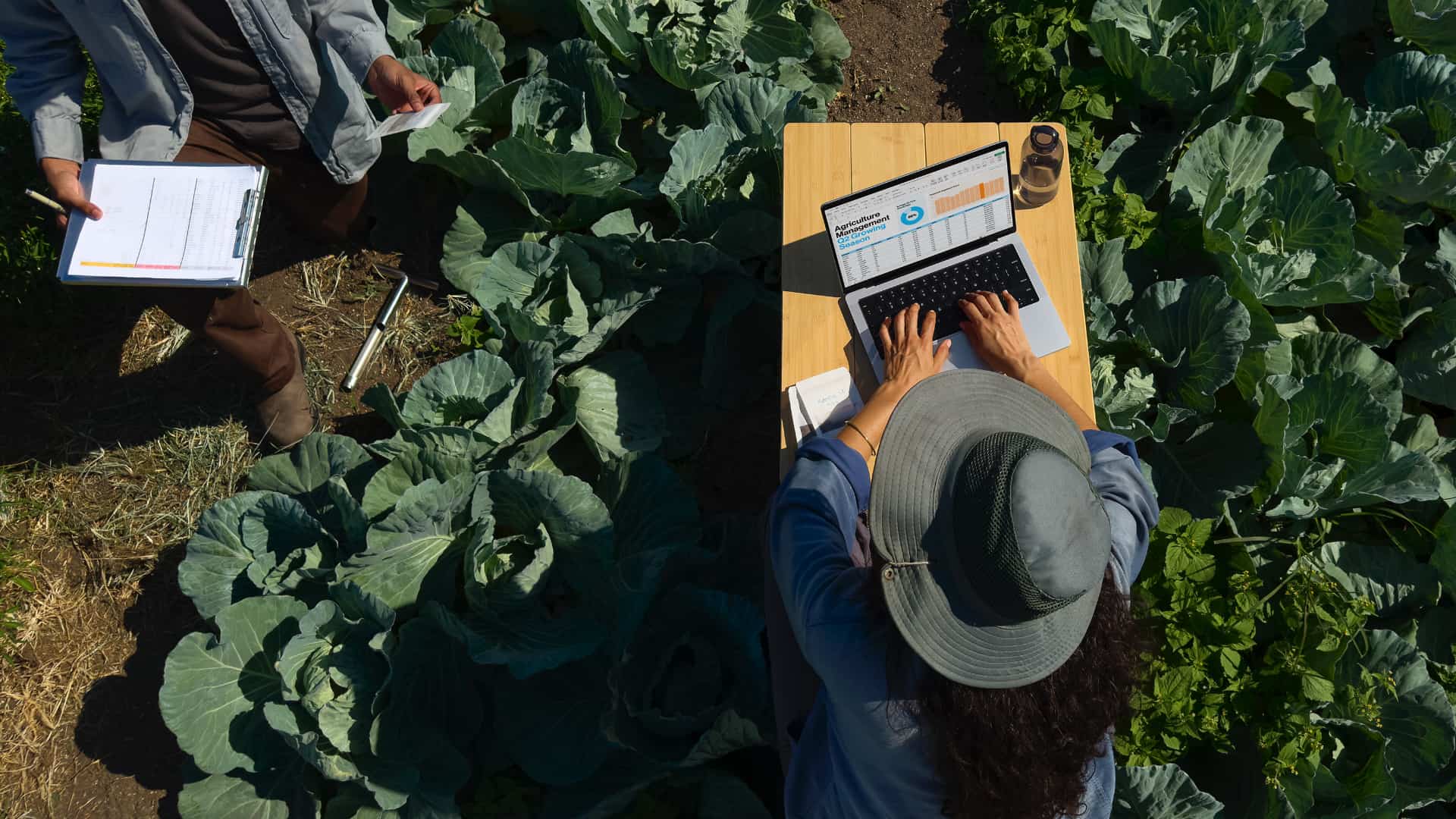 Top-down view of a woman sitting at a small wooden desk in a kale field, typing on a MacBook Pro laptop.